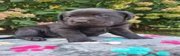 Labrador Retriever dogs for sale: North  - Ad 7