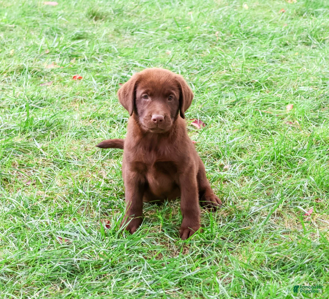 Labrador Retriever dogs for sale: Nutella - Ad 1