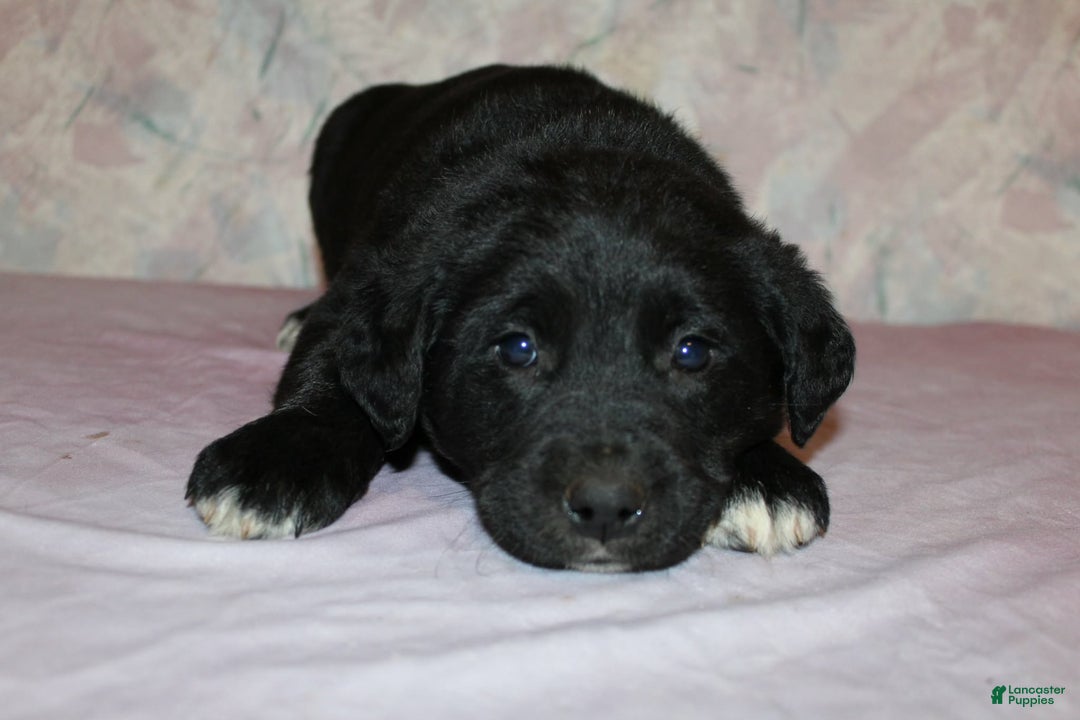 Goldador dogs for sale: Nova - Ad 2