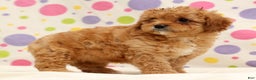 Cavapoo dogs for sale: Amelia - Ad 4
