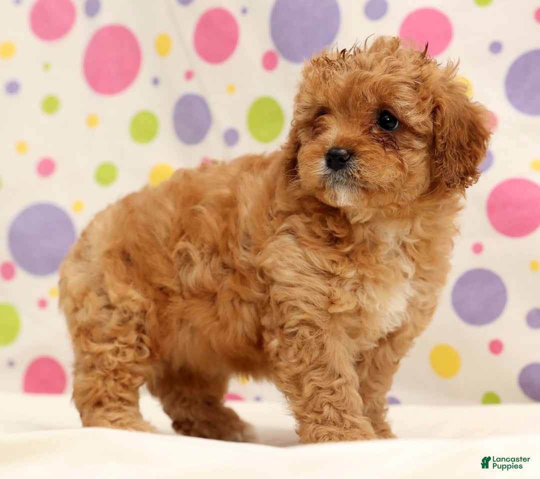 Cavapoo dogs for sale: Amelia - Ad 4