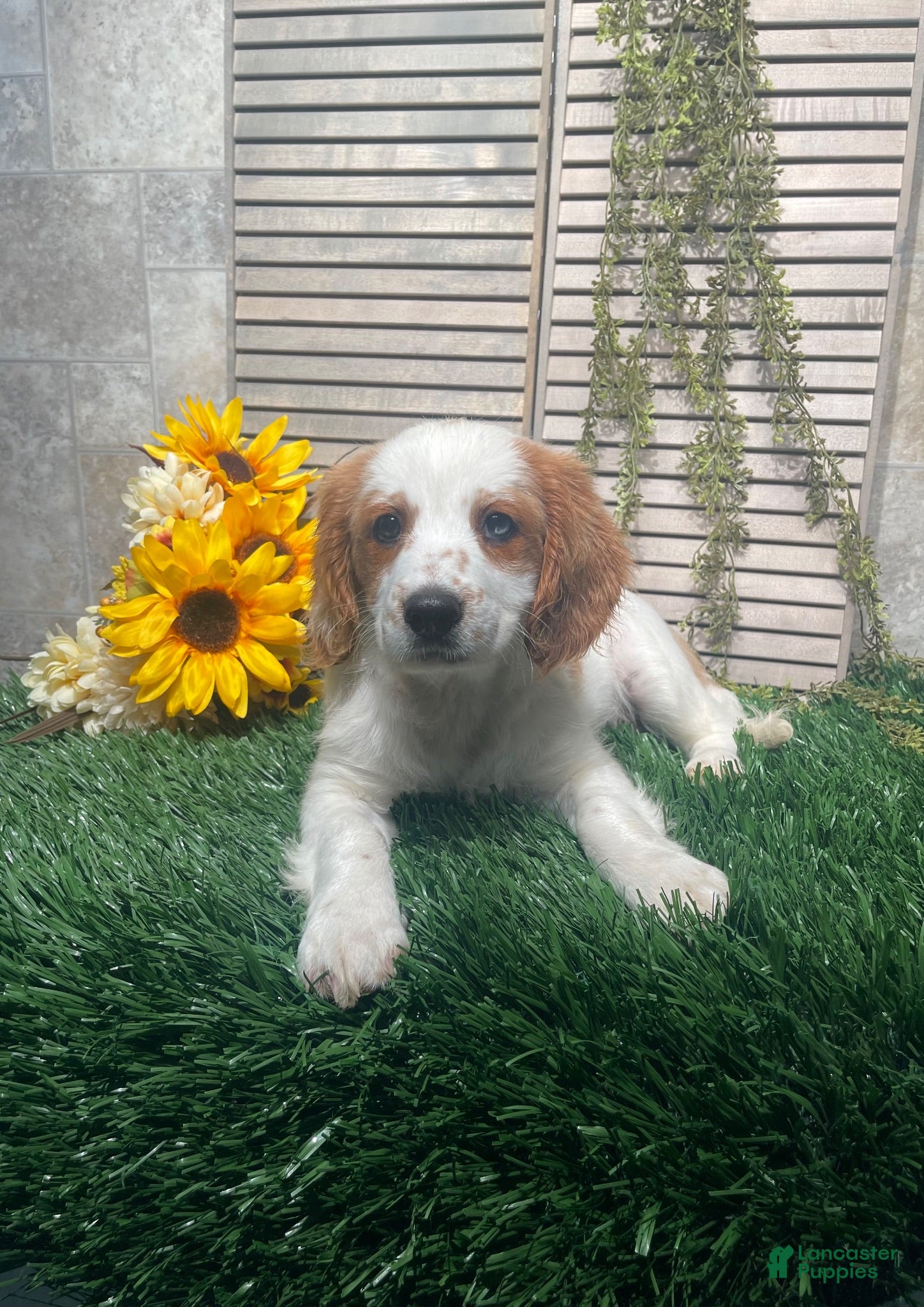 Mixed Breed dogs for sale: Patrick - Ad 3