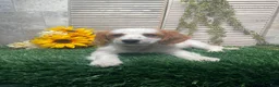 Mixed Breed dogs for sale: Patrick - Ad 1
