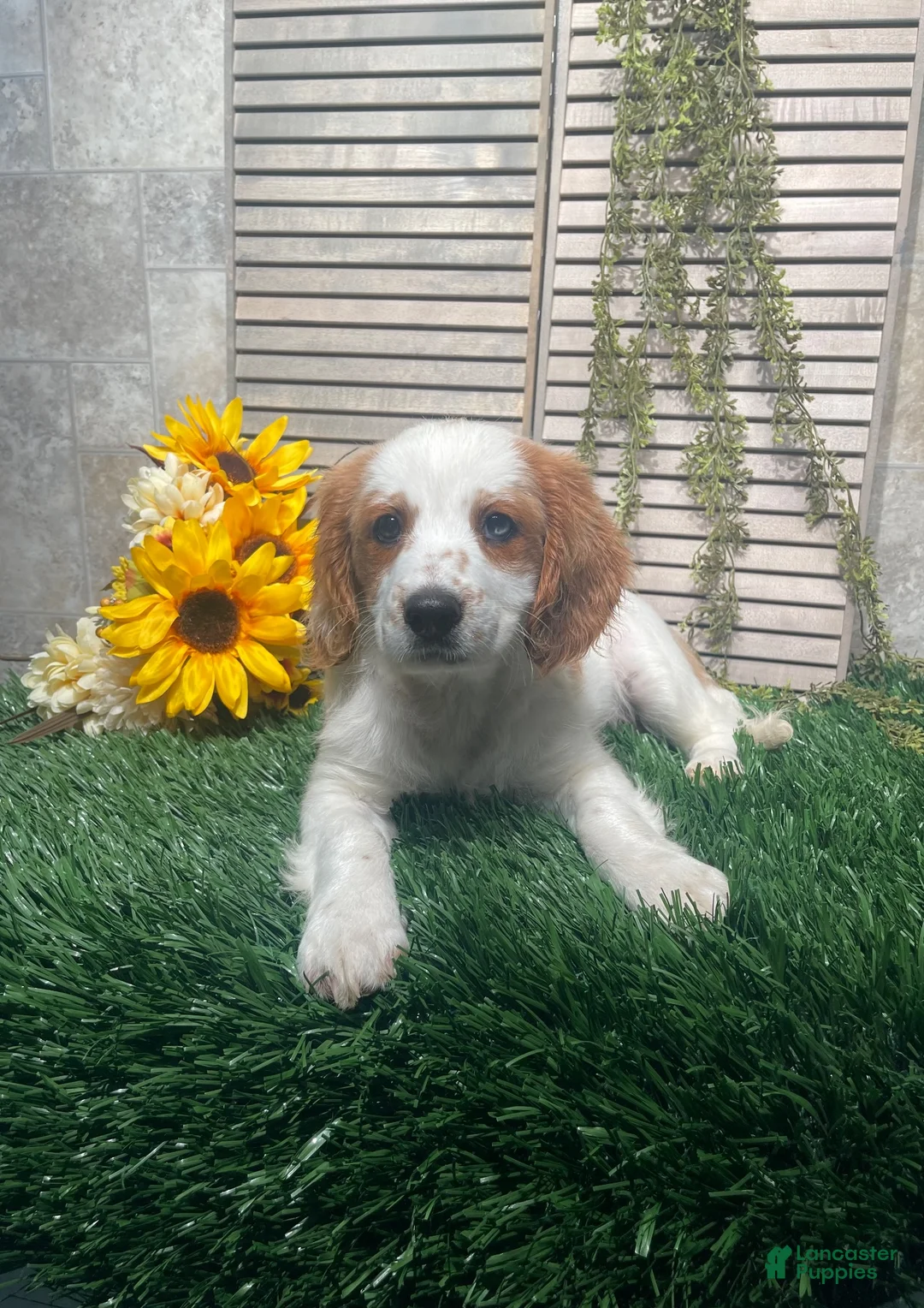 Mixed Breed dogs for sale: Patrick - Ad 1