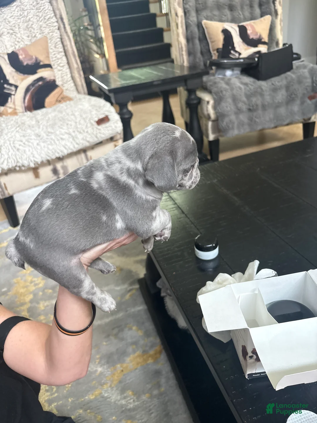 French Bulldog dogs for sale: French Bulldog 2 - Ad 2