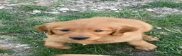 Golden Retriever dogs for sale: Golden Retriever Male 1 - Ad 1