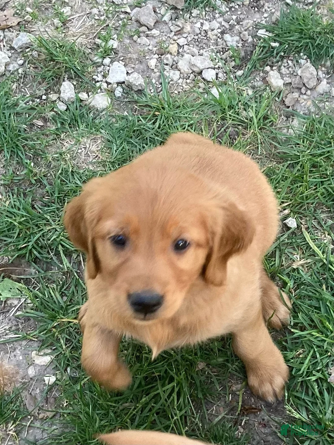 Golden Retriever dogs for sale: Golden Retriever Male 1 - Ad 1