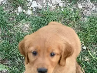 Golden Retriever dogs Golden Retriever Male 1 - Ad 25