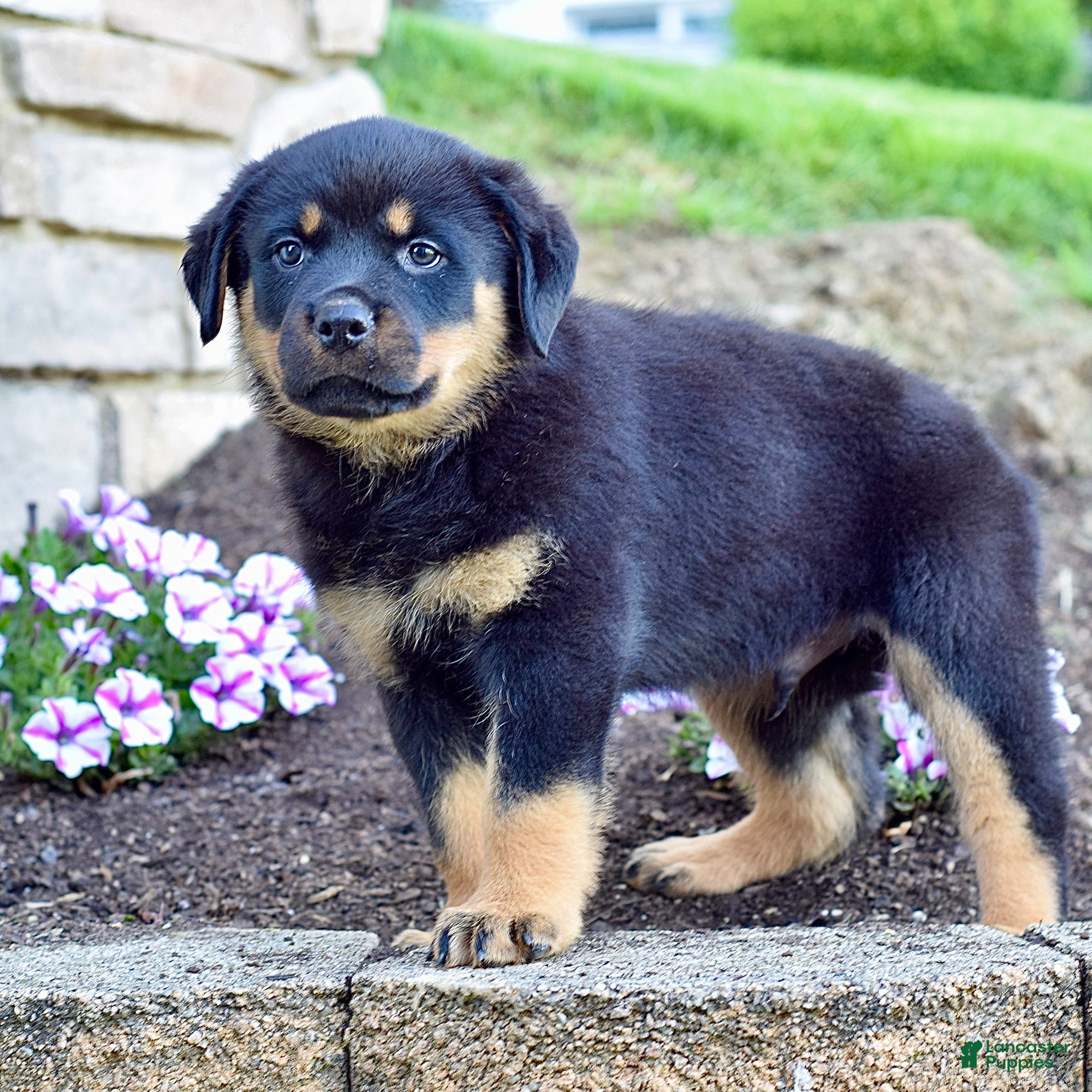 Rottweiler dogs Rudy - Ad 2