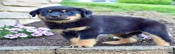 Rottweiler dogs for sale: Rudy - Ad 4