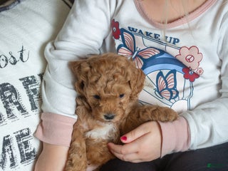 Mini Goldendoodle dogs Mini Goldendoodle Puppy 3 - Ad 15
