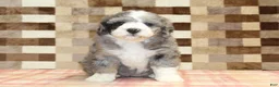 Mini Bernedoodle dogs for sale: Cassie - Ad 3