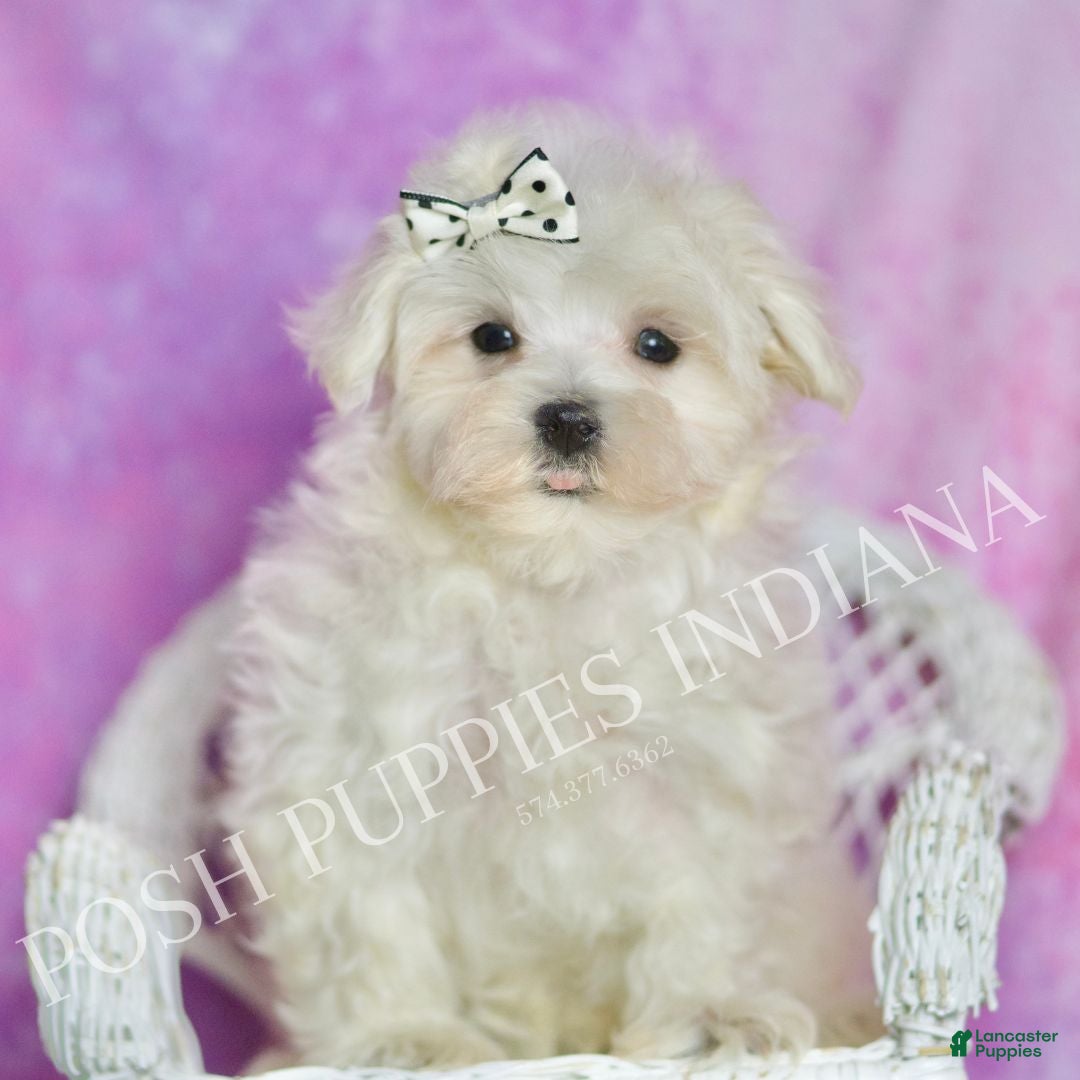 Maltese dogs Cotton UABR - Ad 15