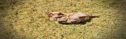 Havapoo dogs for sale: Kiwi - Ad 7