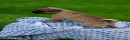 Jug dogs for sale: Maverick  - Ad 4