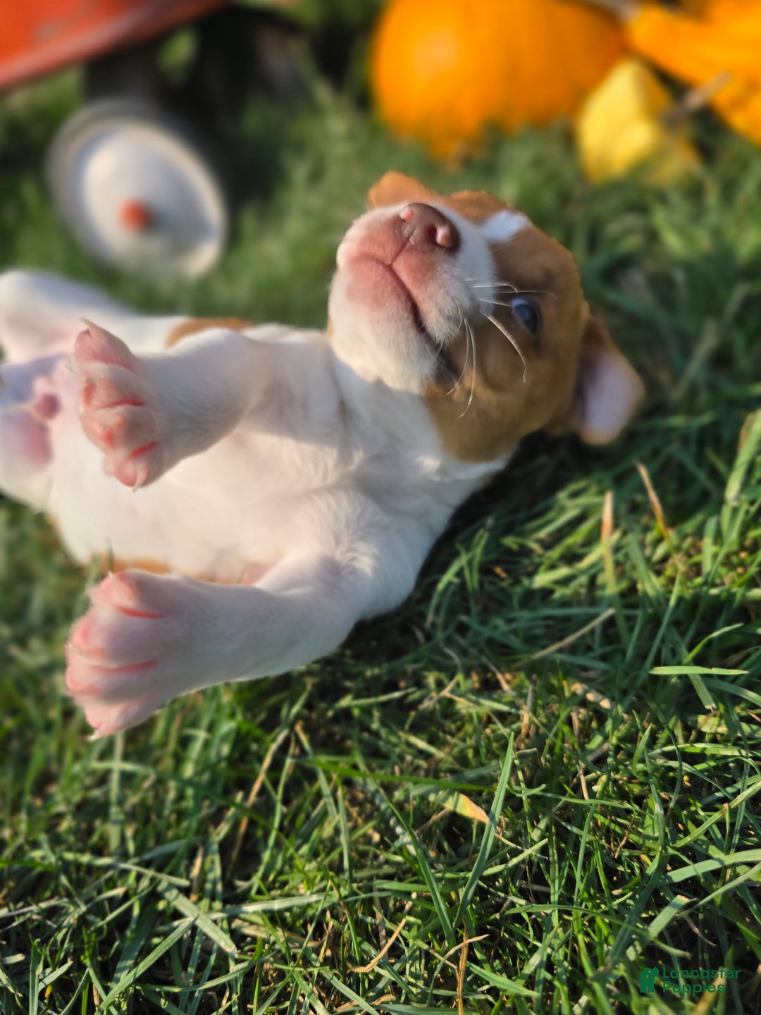 Jack Russell Terrier dogs for sale: Max - Ad 10