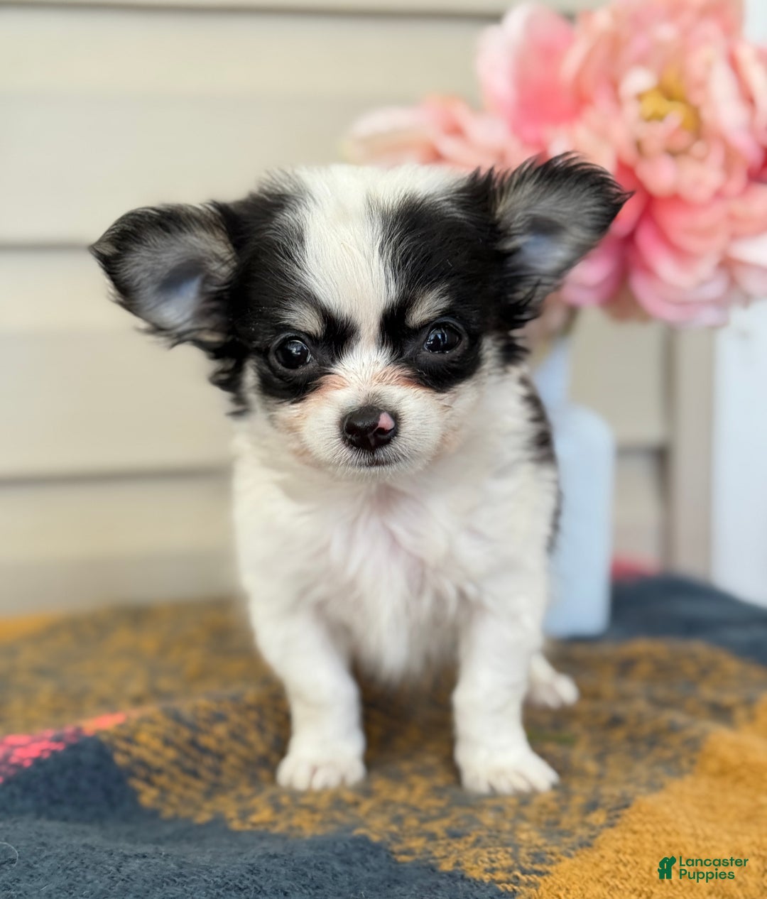 Chihuahua dogs for sale: Quest - Ad 1
