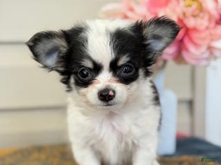 Chihuahua dogs Quest - Ad 27