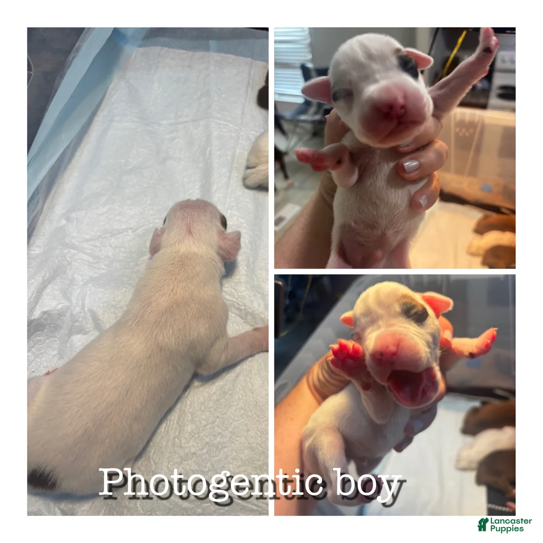 Boxer dogs for sale: White male - Ad 1