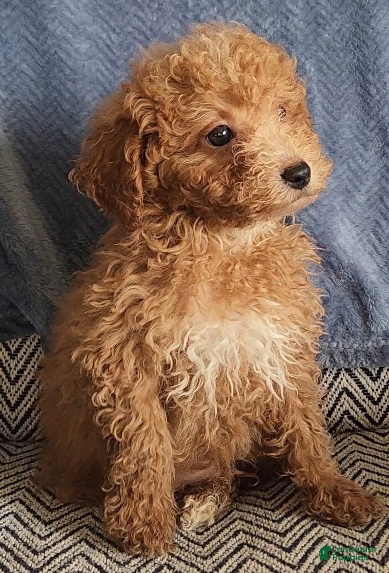 Mixed Breed dogs Petey - Ad 1