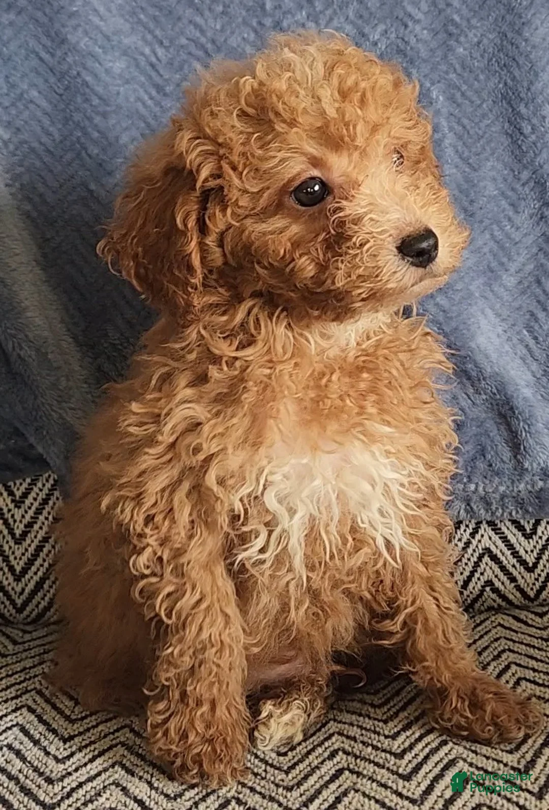 Mixed Breed dogs for sale: Petey - Ad 1