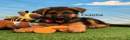 German Shepherd dogs for sale: Odelia - Ad 3