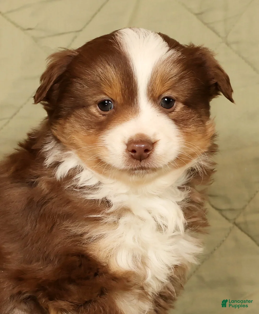 Miniature Australian Shepherd dogs for sale: Deacon - Ad 9