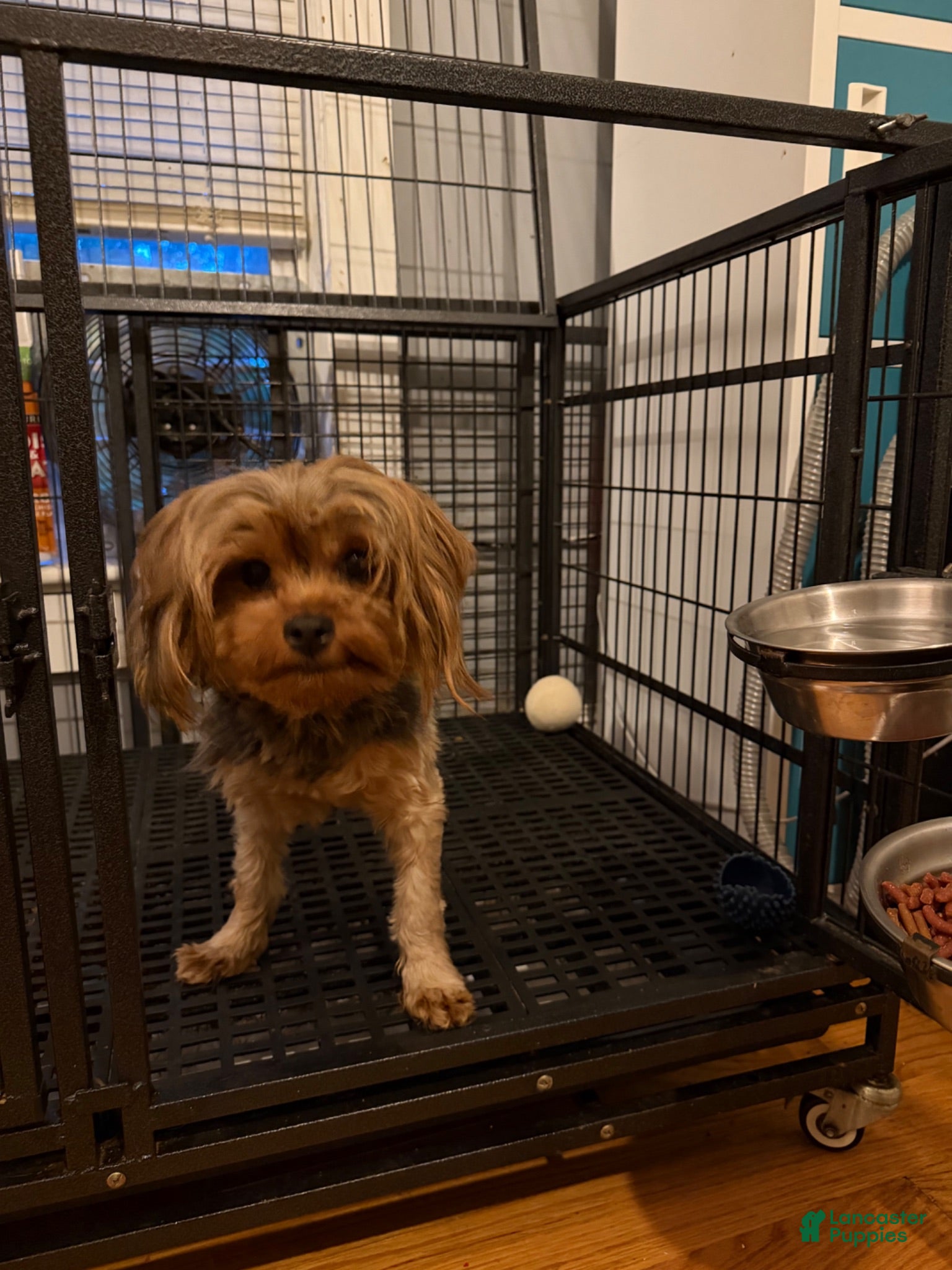 Yorkshire Terrier dogs Yorkshire Terrier 1 - Ad 8