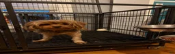 Yorkshire Terrier dogs for sale: Yorkshire Terrier 1 - Ad 1