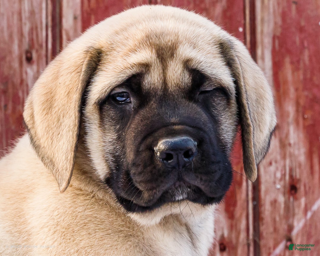 English Mastiff dogs for sale: Zack - Ad 14