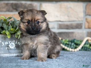 Pomeranian dogs - Ad 42