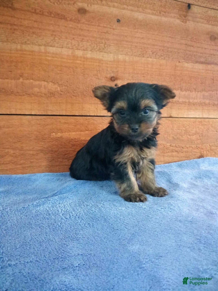 Yorkshire Terrier dogs Lucy - Ad 2