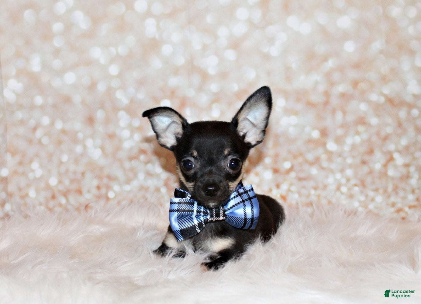 Chihuahua dogs Egypt - Ad 1