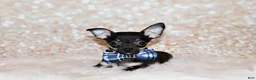 Chihuahua dogs for sale: Egypt - Ad 2