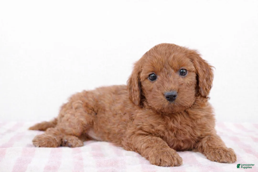 Cockapoo dogs for sale: ❤️❤️ Coco ❤️❤️ - Ad 1