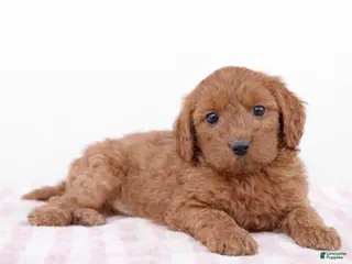 Cockapoo dogs ❤️❤️ Coco ❤️❤️ - Ad 26