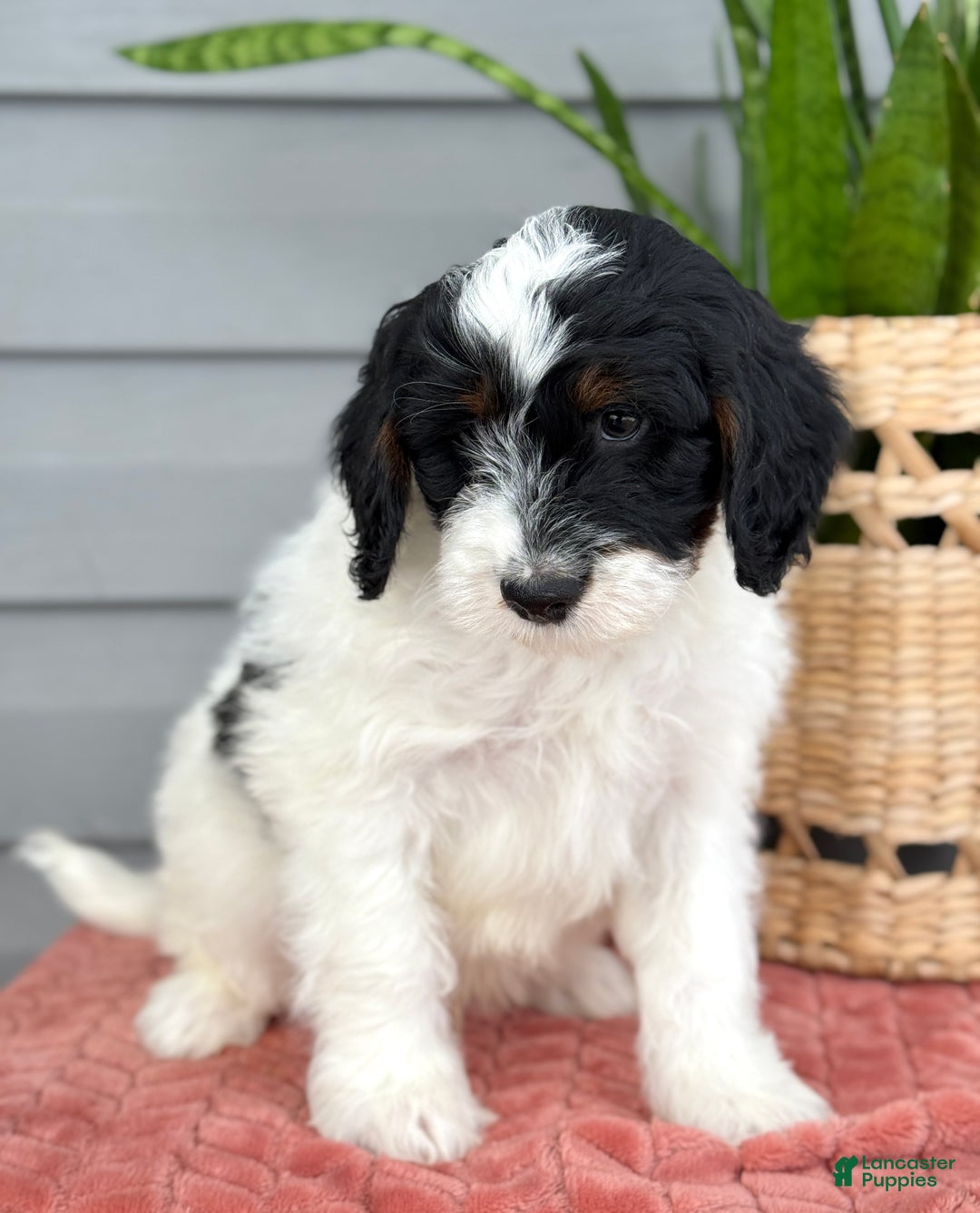 Mini Bernedoodle dogs for sale: Forrest - Ad 4
