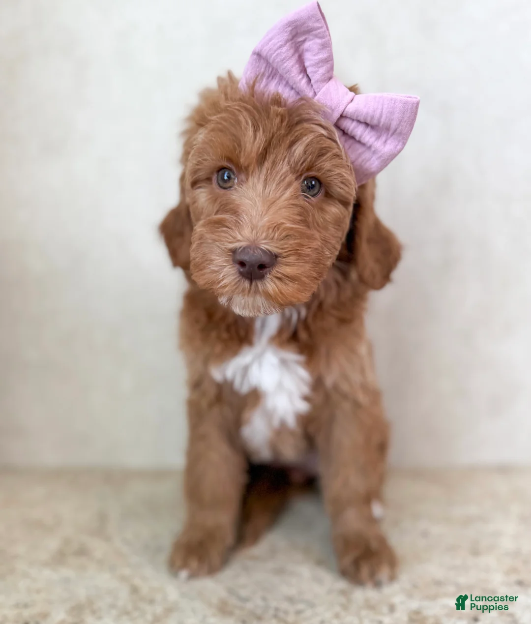 Goldendoodle dogs for sale: Merry - Ad 1