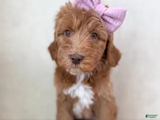 Goldendoodle dogs Merry - Ad 4