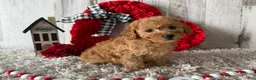 Toy Poodle dogs for sale: Vaya - Ad 4