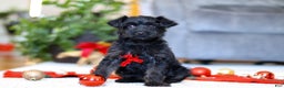 Yorkiepoo dogs for sale: Aden - Ad 5