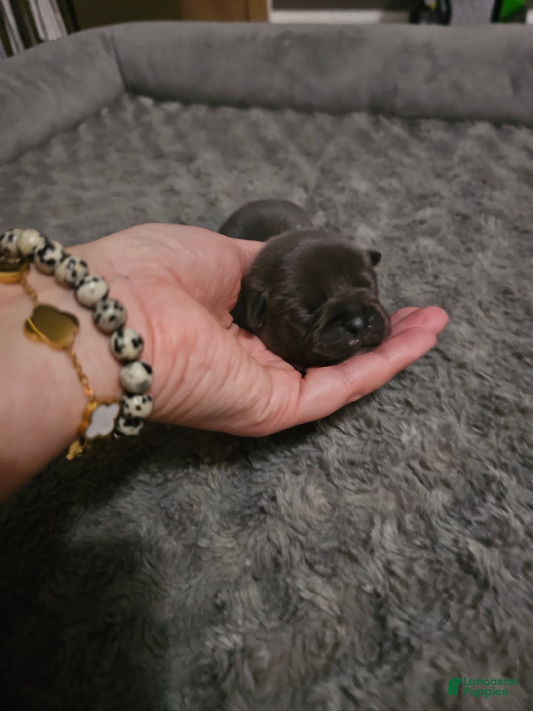 Mixed Breed dogs for sale: Mixed Breed Puppy 1 - Ad 1