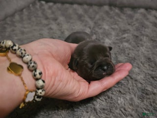 Mixed Breed dogs Mixed Breed Puppy 1 - Ad 5