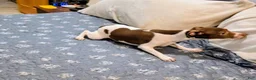 Rat Terrier dogs for sale: *ZIVA* - Ad 3