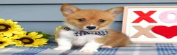 Welsh Corgi Pembroke dogs for sale: Winston - Ad 3