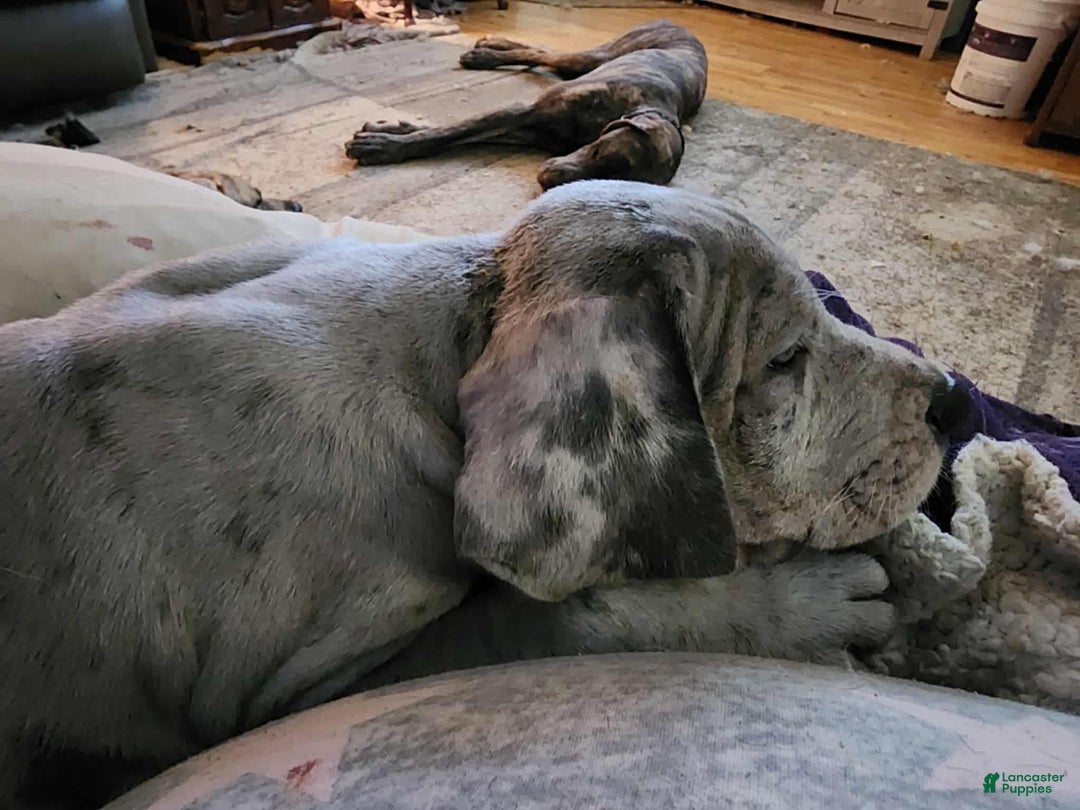 Great Dane dogs for sale: Prince Charming - Ad 3