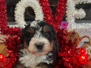 Mini Bernedoodle dogs Jameson - Ad 42