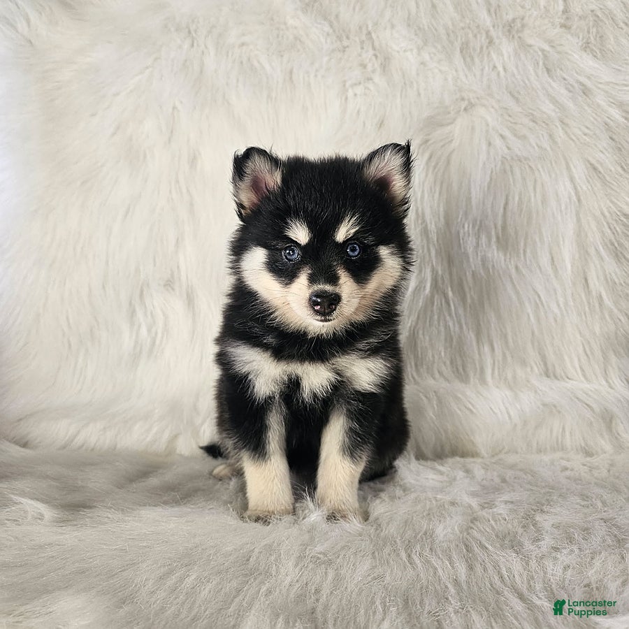 Pomsky dogs Allie - Ad 1
