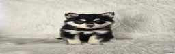 Pomsky dogs for sale: Allie - Ad 1