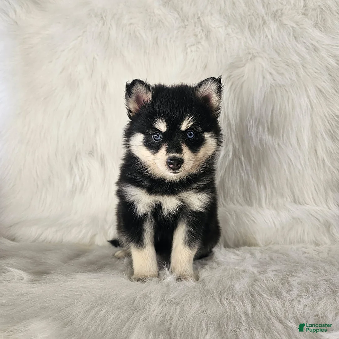 Pomsky dogs for sale: Allie - Ad 1